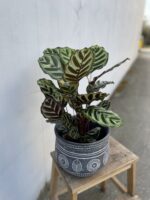 Zdjęcie doniczki lub oslonki: Osłonka Beocja 20 × 18 cm, ujęcie 2