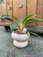 Zdjęcie doniczki lub oslonki: Osłonka Dumpling 15 × 15 cm, ujęcie 2