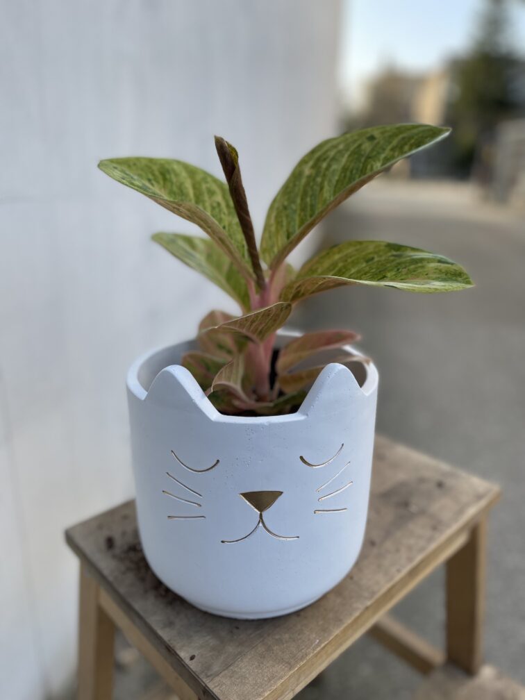 Zdjęcie doniczki lub oslonki: Osłonka Garfield 17 × 17 cm, ujęcie 2