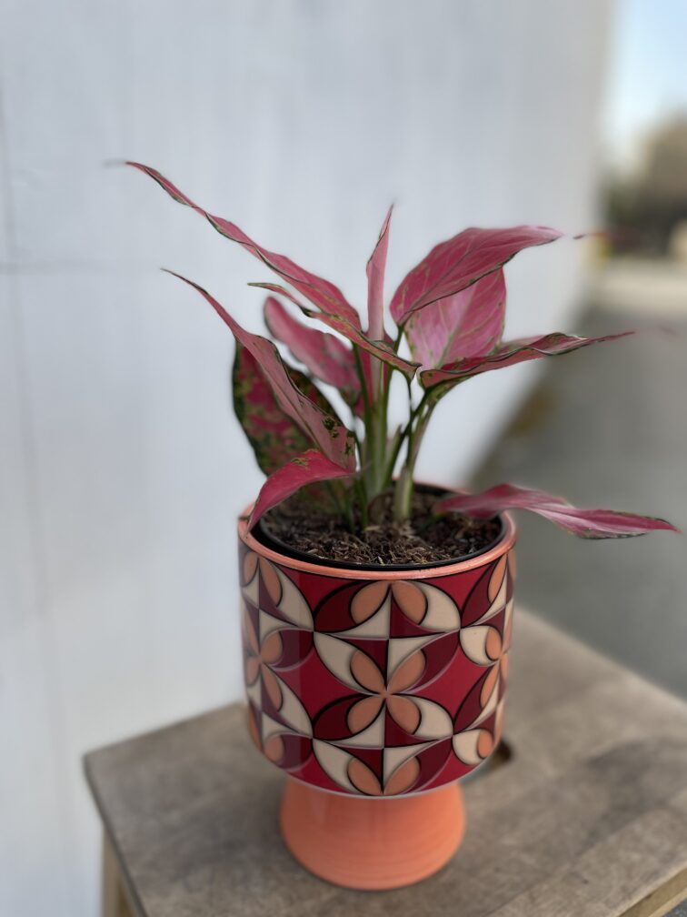 Zdjęcie doniczki lub oslonki: Osłonka Lampa 12 × 17 cm, ujęcie 2