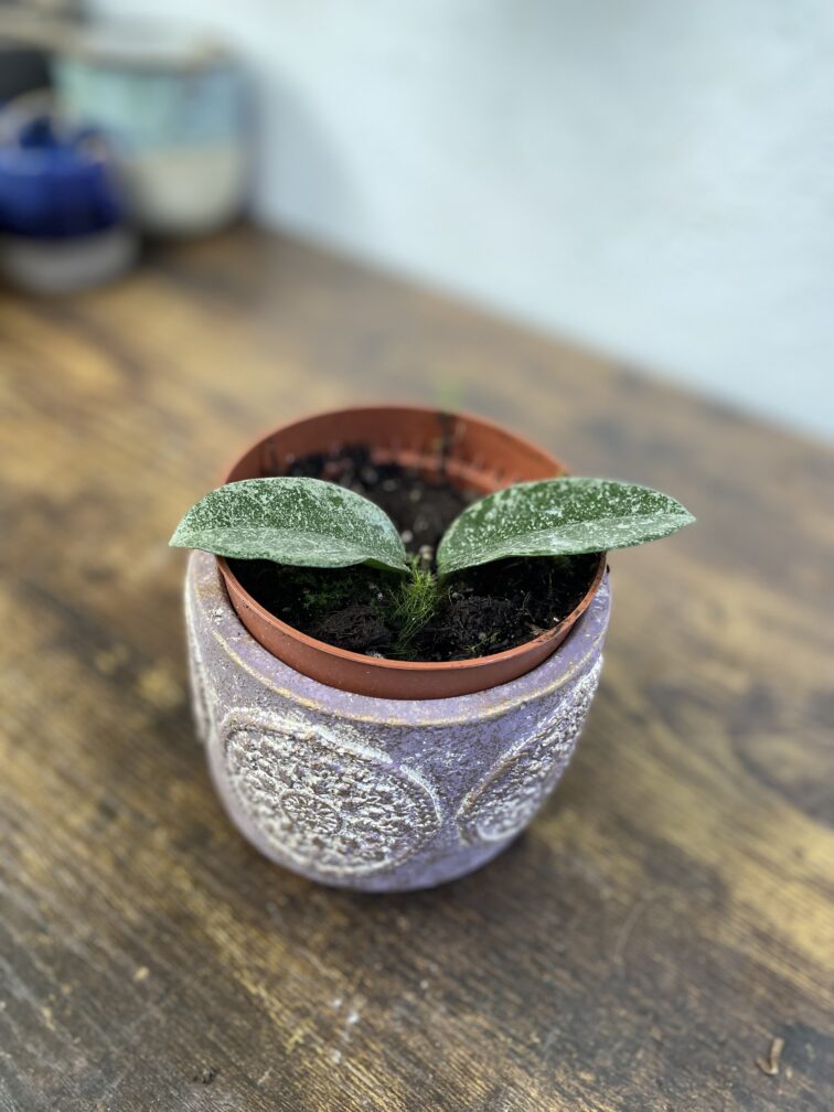 Zdjęcie doniczki lub oslonki: Osłonka Ornament 10 × 9 cm, ujęcie 2