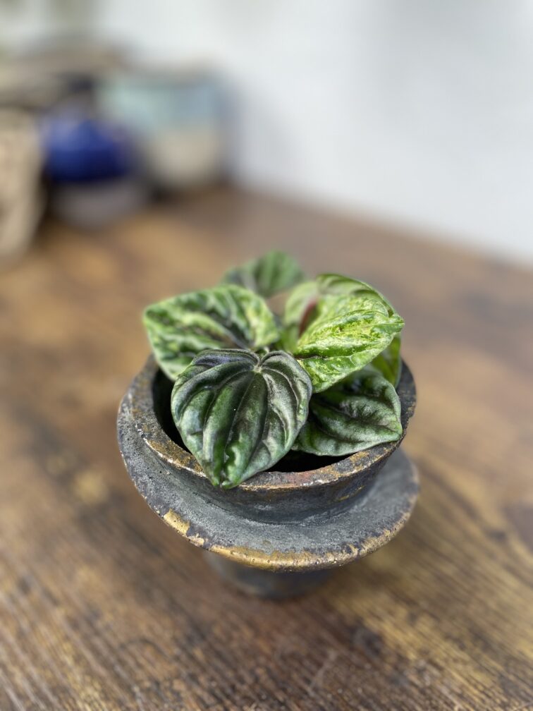 peperomia-buenos-aires_6x10-1_1740746723.jpg Zdjęcie rosliny doniczkowej Peperomia Buenos Aires, ujęcie 1