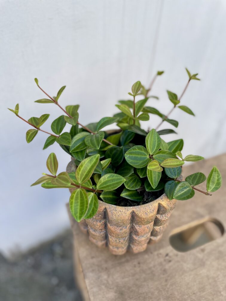 peperomia-rocca-scuro_12x20-1_1742562912.jpg Zdjęcie rosliny doniczkowej Peperomia Rocca Scuro, ujęcie 1