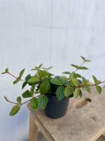 Zdjęcie rosliny doniczkowej Peperomia Rocca Scuro, ujęcie 2