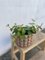 Zdjęcie rosliny doniczkowej Peperomia Rocca Scuro, ujęcie 3