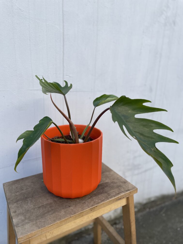 Zdjęcie rosliny doniczkowej Philodendron Mayoi, ujęcie 1