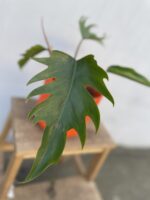 Zdjęcie rosliny doniczkowej Philodendron Mayoi, ujęcie 2