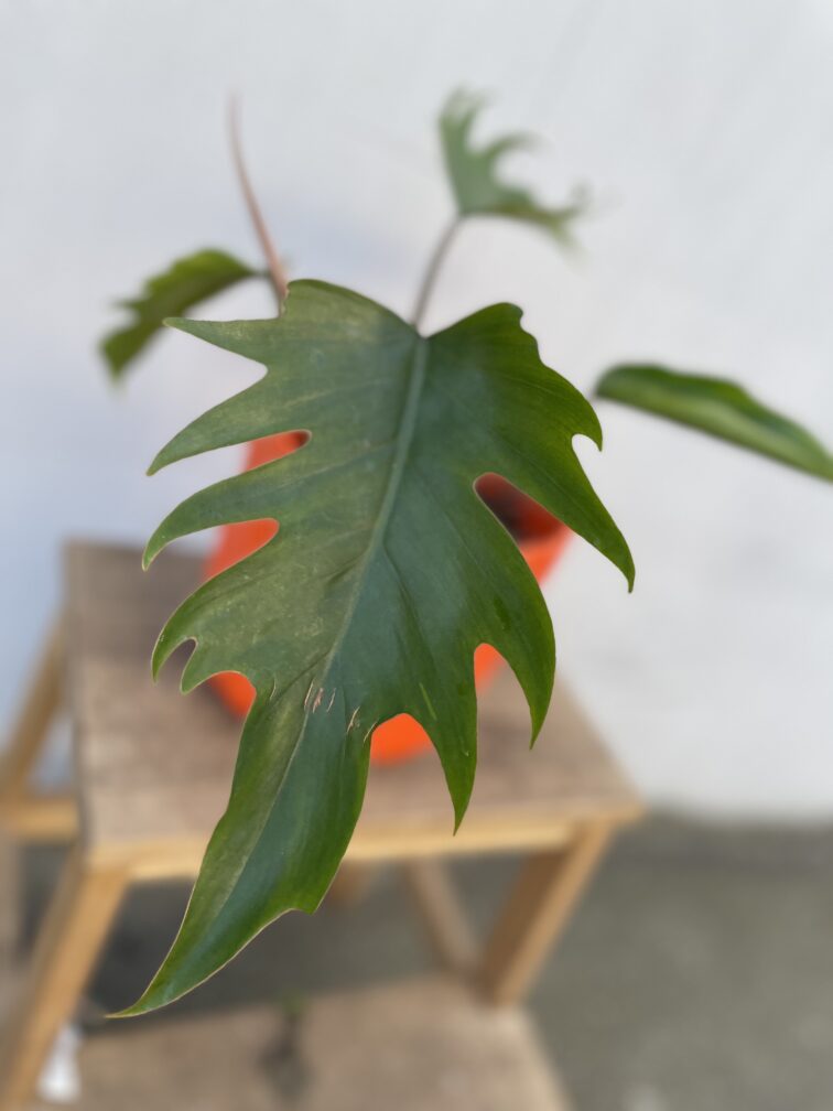 Zdjęcie rosliny doniczkowej Philodendron Mayoi, ujęcie 2