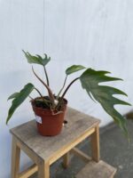 Zdjęcie rosliny doniczkowej Philodendron Mayoi, ujęcie 3