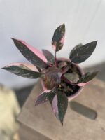 Zdjęcie rosliny doniczkowej Philodendron Pink marble, ujęcie 1