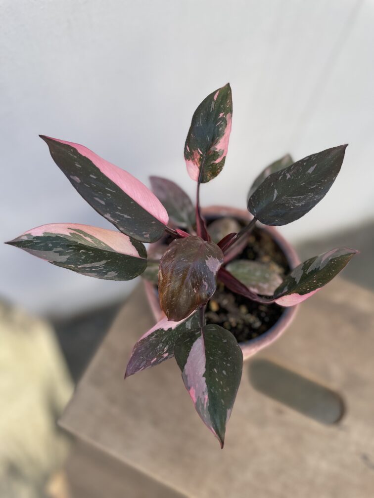 Zdjęcie rosliny doniczkowej Philodendron Pink marble, ujęcie 1
