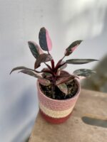 Zdjęcie rosliny doniczkowej Philodendron Pink marble, ujęcie 2