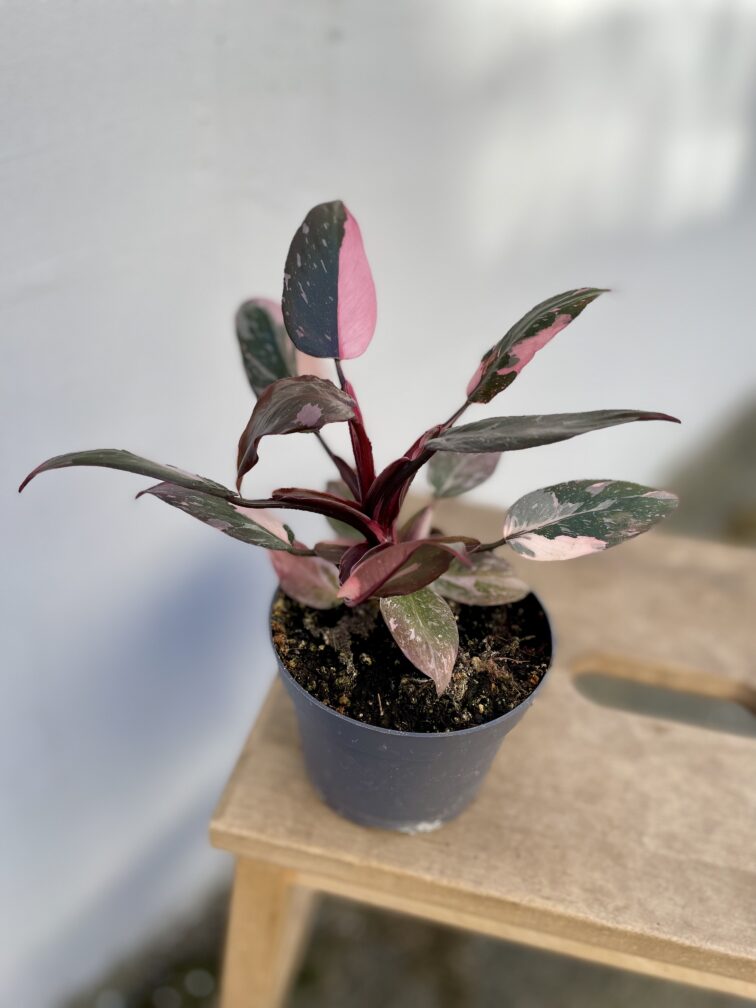 Zdjęcie rosliny doniczkowej Philodendron Pink marble, ujęcie 3