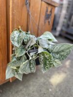 Zdjęcie rosliny doniczkowej Scindapsus pictus Silvery Ann (Scindapsus pstry), ujęcie 1