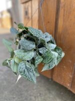 Zdjęcie rosliny doniczkowej Scindapsus pictus Silvery Ann (Scindapsus pstry), ujęcie 2