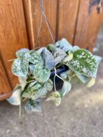 Zdjęcie rosliny doniczkowej Scindapsus pictus Silvery Ann (Scindapsus pstry), ujęcie 3