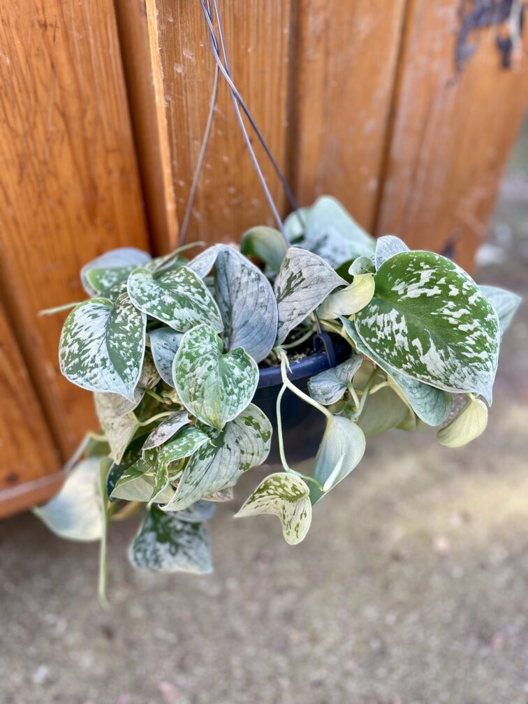Zdjęcie rosliny doniczkowej Scindapsus pictus Silvery Ann (Scindapsus pstry), ujęcie 3