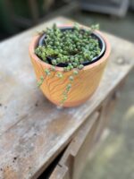 Zdjęcie rosliny doniczkowej Senecio rowleyanus (Starzec Rowleya), ujęcie 1