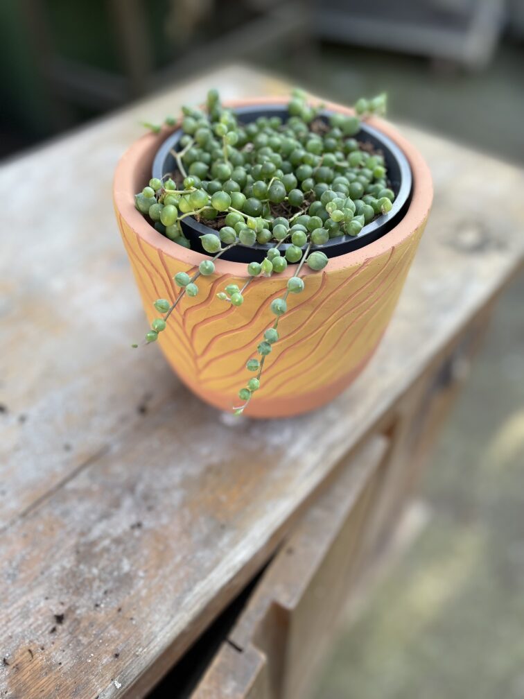 Zdjęcie rosliny doniczkowej Senecio rowleyanus (Starzec Rowleya), ujęcie 1