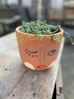 Zdjęcie rosliny doniczkowej Senecio rowleyanus (Starzec Rowleya), ujęcie 2