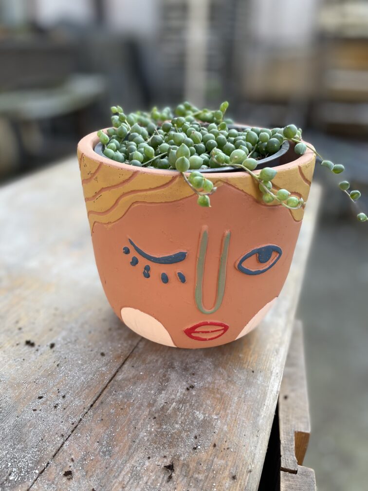 Zdjęcie rosliny doniczkowej Senecio rowleyanus (Starzec Rowleya), ujęcie 2
