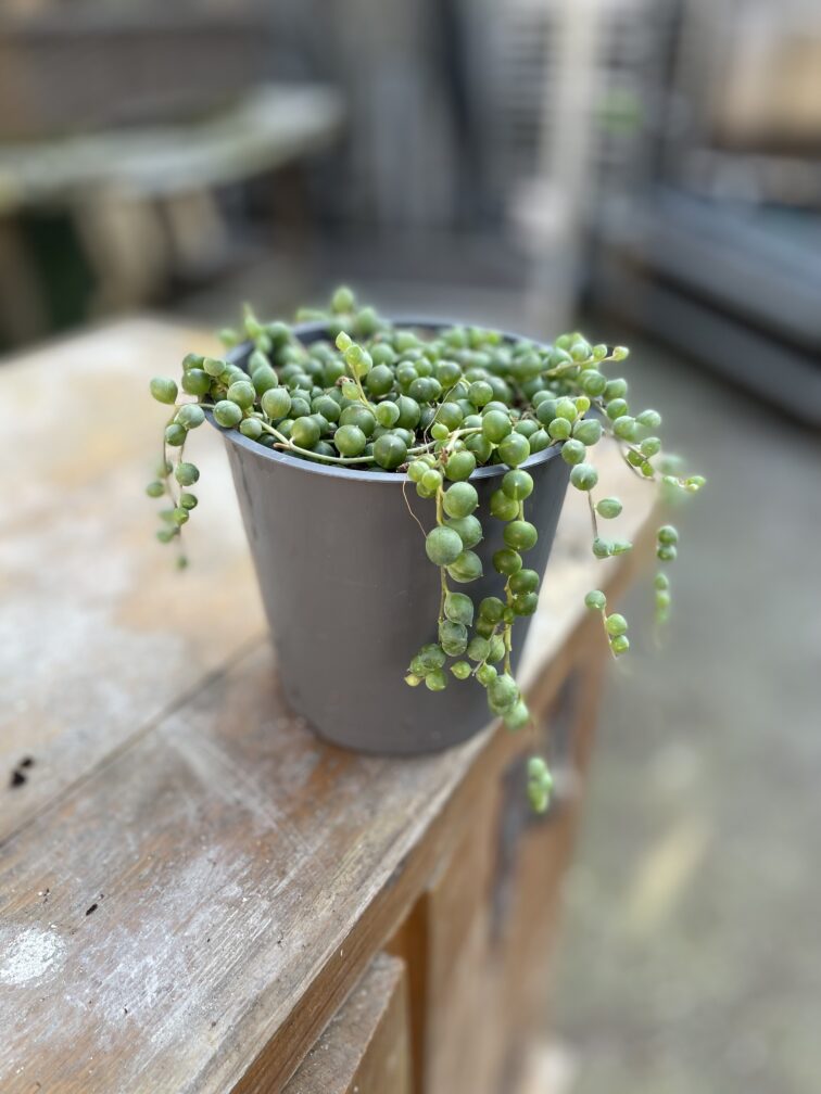 Zdjęcie rosliny doniczkowej Senecio rowleyanus (Starzec Rowleya), ujęcie 3