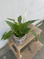 Zdjęcie rosliny doniczkowej Spathiphyllum Pearl Cupido (Skrzydłokwiat), ujęcie 1