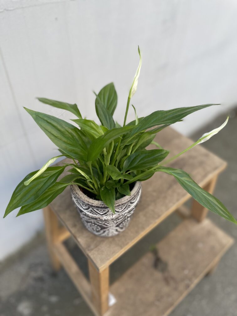 Zdjęcie rosliny doniczkowej Spathiphyllum Pearl Cupido (Skrzydłokwiat), ujęcie 1