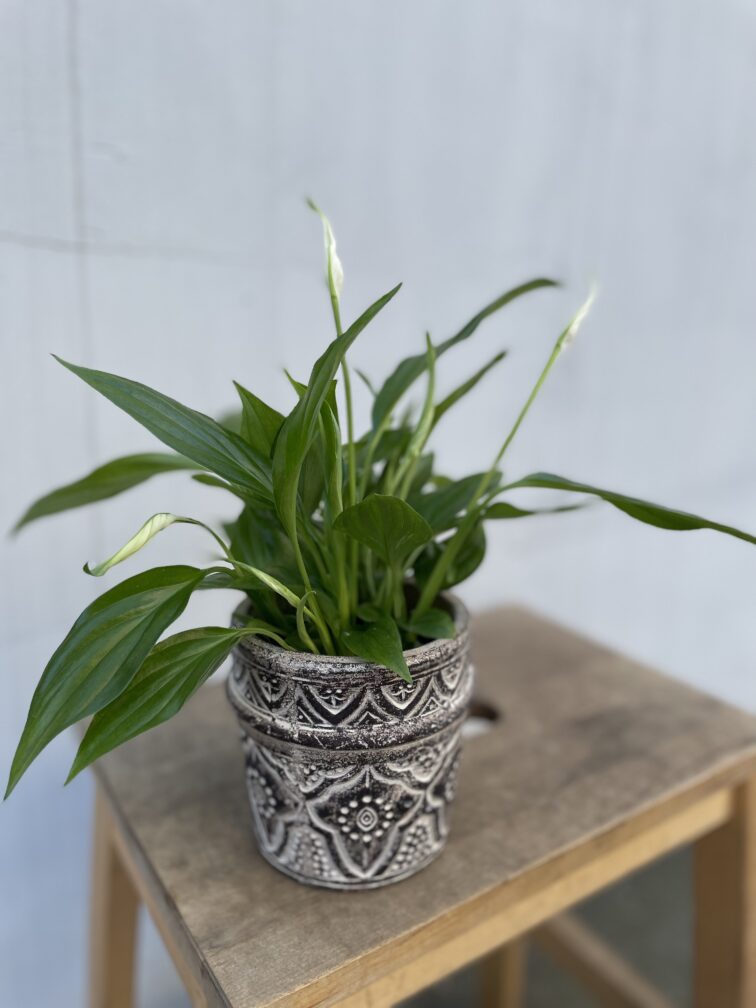 Zdjęcie rosliny doniczkowej Spathiphyllum Pearl Cupido (Skrzydłokwiat), ujęcie 2