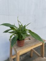 Zdjęcie rosliny doniczkowej Spathiphyllum Pearl Cupido (Skrzydłokwiat), ujęcie 3