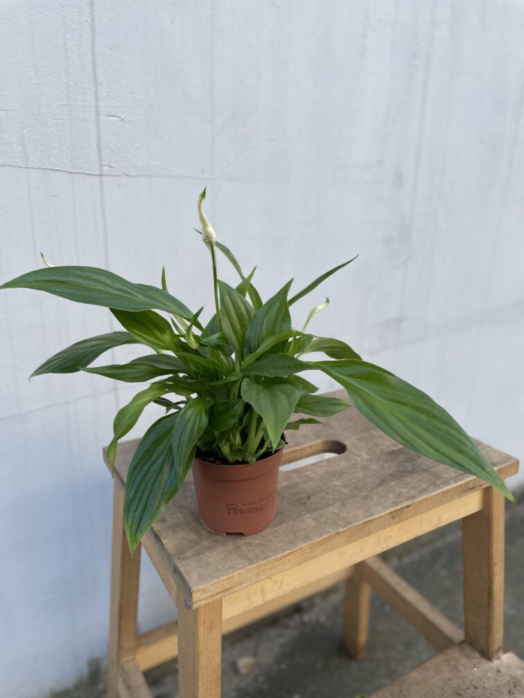Zdjęcie rosliny doniczkowej Spathiphyllum Pearl Cupido (Skrzydłokwiat), ujęcie 3