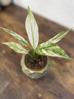 Zdjęcie rosliny doniczkowej Spathiphyllum Snow Feather, ujęcie 1