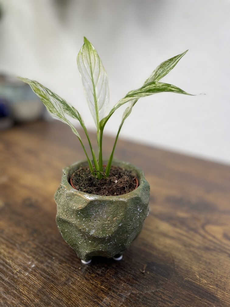 Zdjęcie rosliny doniczkowej Spathiphyllum Snow Feather, ujęcie 2