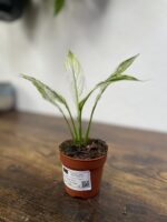 Zdjęcie rosliny doniczkowej Spathiphyllum Snow Feather, ujęcie 3