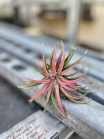 Zdjęcie rosliny doniczkowej Tillandsia Ionantha, ujęcie 1