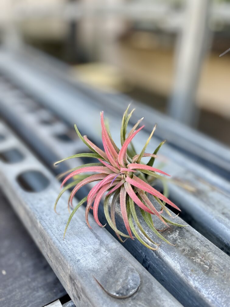 Zdjęcie rosliny doniczkowej Tillandsia Ionantha, ujęcie 2