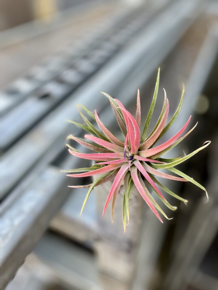 Zdjęcie rosliny doniczkowej Tillandsia Ionantha, ujęcie 3