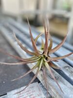 Zdjęcie rosliny doniczkowej Tillandsia Multiflora XL red, ujęcie 1