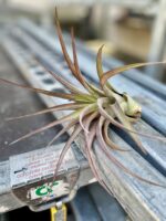 Zdjęcie rosliny doniczkowej Tillandsia Multiflora XL red, ujęcie 2
