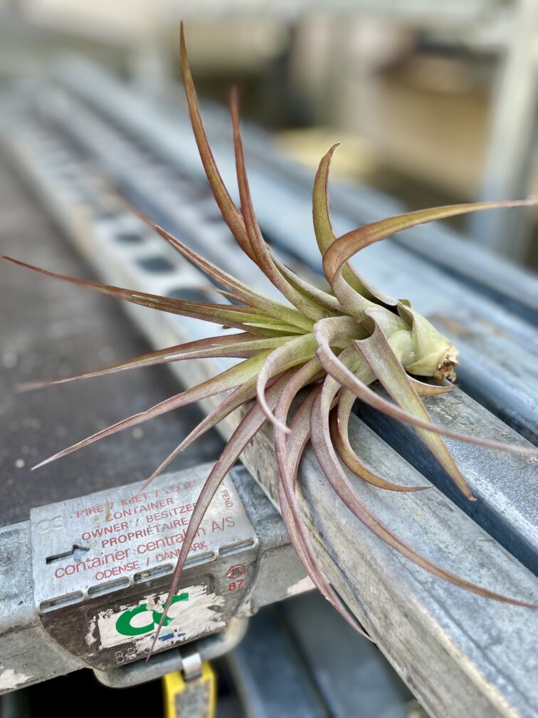 Zdjęcie rosliny doniczkowej Tillandsia Multiflora XL red, ujęcie 2
