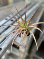 Zdjęcie rosliny doniczkowej Tillandsia Multiflora XL red, ujęcie 3