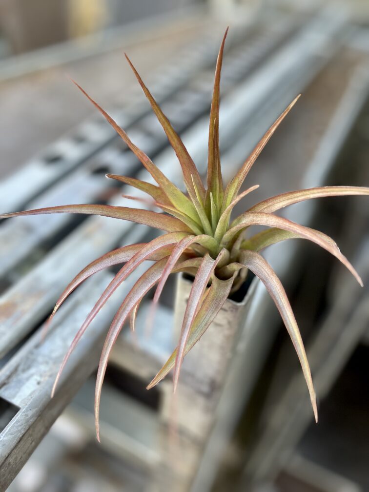 Zdjęcie rosliny doniczkowej Tillandsia Multiflora XL red, ujęcie 3