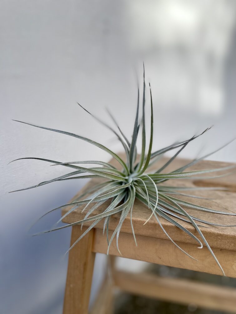 tillandsia-silver_15x10-1_1742563191.jpg Zdjęcie rosliny doniczkowej Tillandsia Silver, ujęcie 1