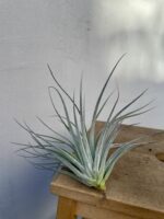 Zdjęcie rosliny doniczkowej Tillandsia Silver, ujęcie 2