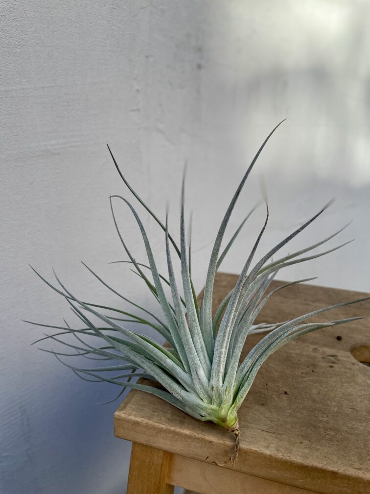 Zdjęcie rosliny doniczkowej Tillandsia Silver, ujęcie 2
