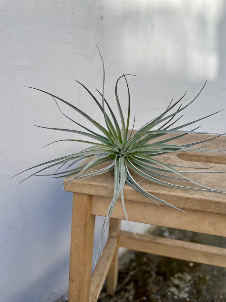 Zdjęcie rosliny doniczkowej Tillandsia Silver, ujęcie 3