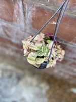 Zdjęcie rosliny doniczkowej Tradescantia fluminensis quadricolor, ujęcie 1