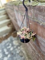 Zdjęcie rosliny doniczkowej Tradescantia fluminensis quadricolor, ujęcie 2