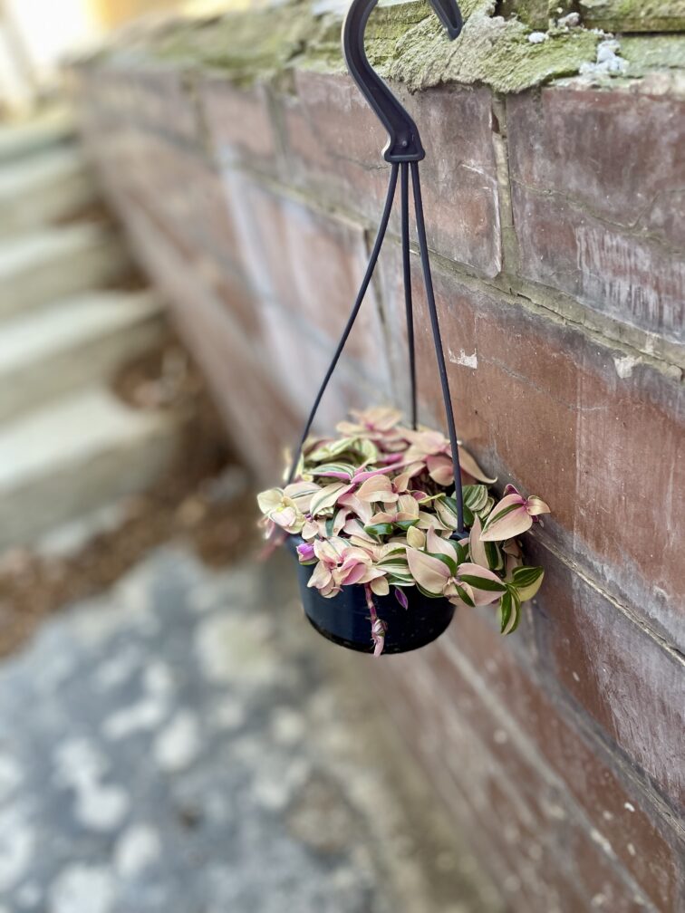 Zdjęcie rosliny doniczkowej Tradescantia fluminensis quadricolor, ujęcie 2