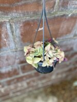 Zdjęcie rosliny doniczkowej Tradescantia fluminensis quadricolor, ujęcie 3